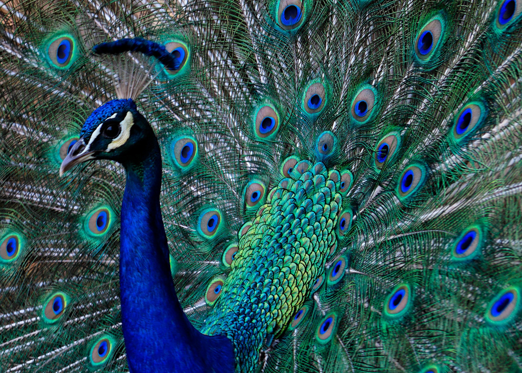 Change Management in Organizations – Peacock & Swans: 3 Lessons to Take Home